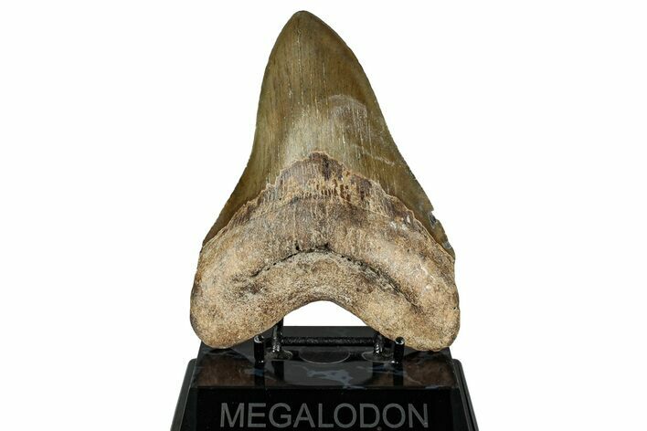 Fossil Megalodon Tooth - North Carolina #328423